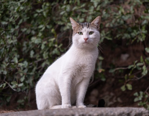 cat